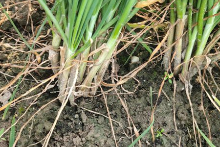 盆栽韭菜怎么过冬