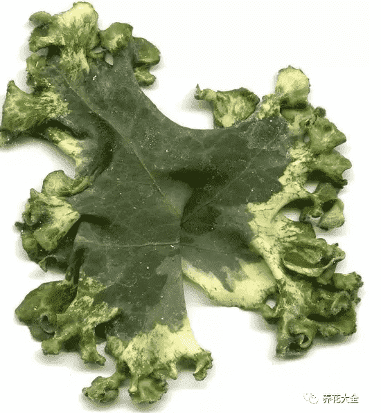 绿萝吊兰怎么种植