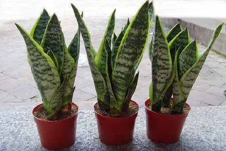 虎皮兰去甲醛吗有毒吗