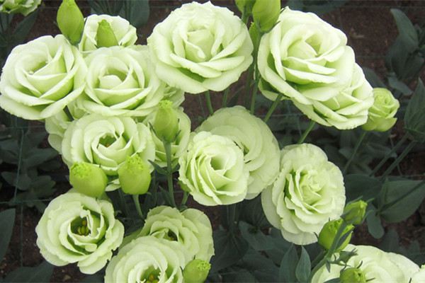 洋桔梗开花前后要怎么养护(洋桔梗开花后还能复花吗)