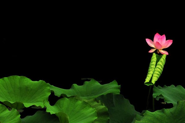 荷花的风水作用和禁忌(荷花风水讲究)