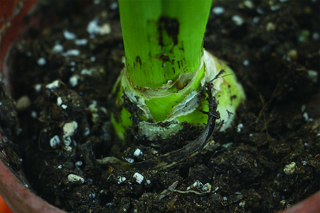 风信子是不是开一次花就死了