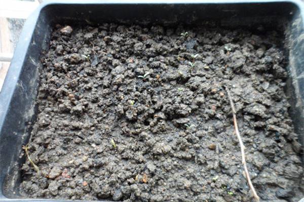 旱金莲播种详解(旱金莲播种详解图片)