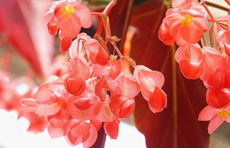 龙翅海棠的繁殖方法视频