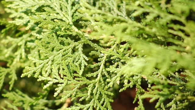 扁柏的功效与作用禁忌(扁柏的功效与作用禁忌和副作用)