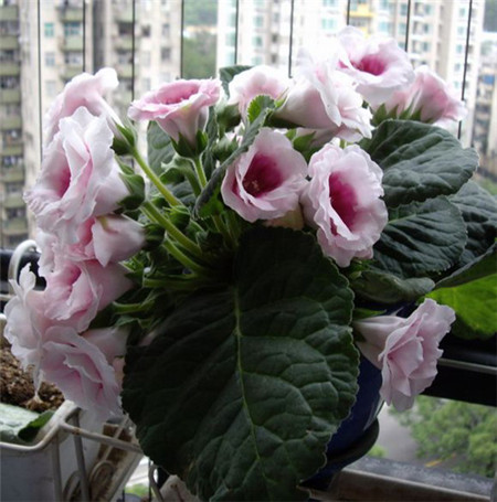 大岩桐的繁殖方法