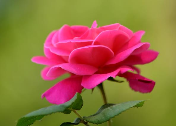 月季不开花怎么办修剪旁枝充足光照施肥通风(月季不开花的枝条要剪吗)