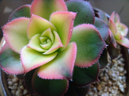 北方的多肉植物