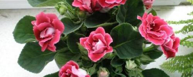 大岩桐怎么施肥这样施肥长势更好！(大岩桐的繁殖方法)