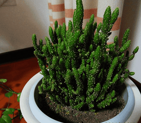 姬珊瑚能开花吗