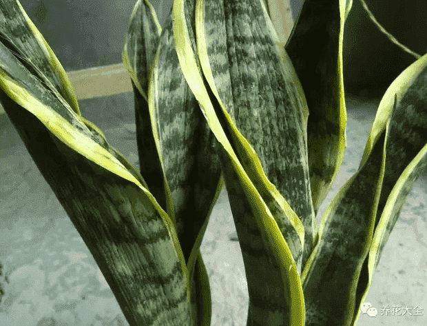 绿萝吊兰怎么种植