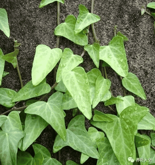 绿萝吊兰怎么种植