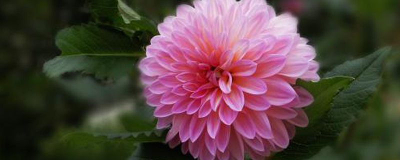 大丽花能过冬吗(大丽花能过冬吗图片)