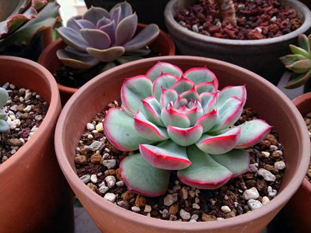 花月夜怎么浇水