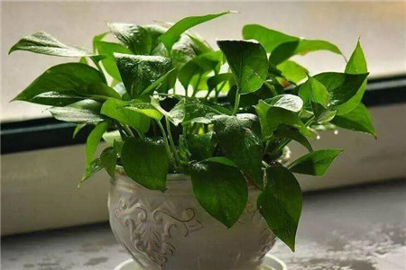 水培绿萝根系太长怎么办