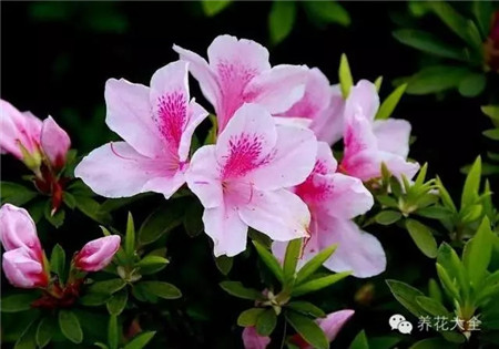 各种花卉养殖方法和注意