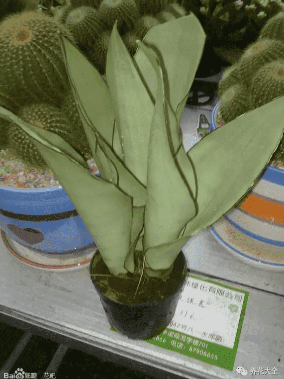 绿萝吊兰怎么种植