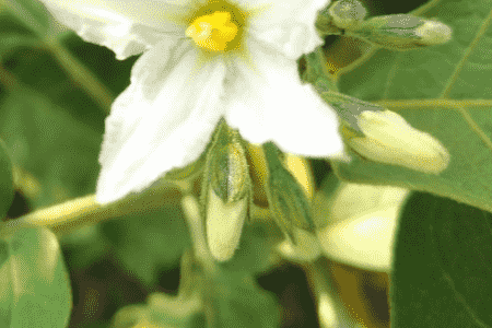 种茄子的六个步骤科学