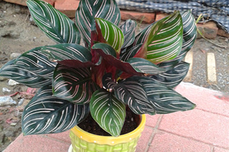 双线竹芋怎样才能长高