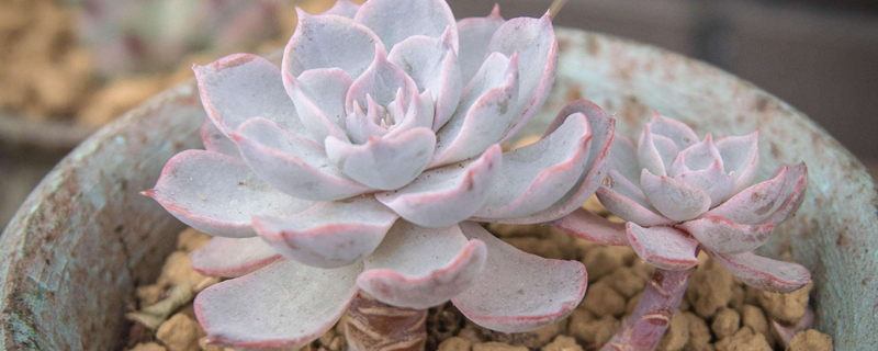 蓝石莲夏季养护