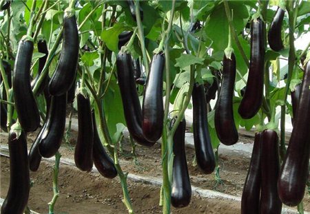 茄子的病虫害图片及用药