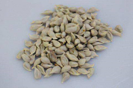 橘子籽怎么种出橘子