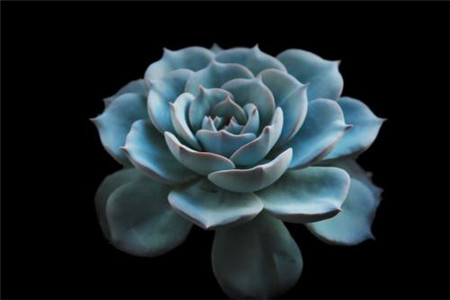 蓝石莲夏季养护