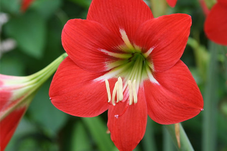 栽朱顶红用大盆小盆