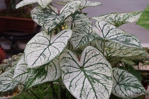 花叶芋可不可以水培花叶芋水培方法及水养注意事项(花叶芋怎么养)