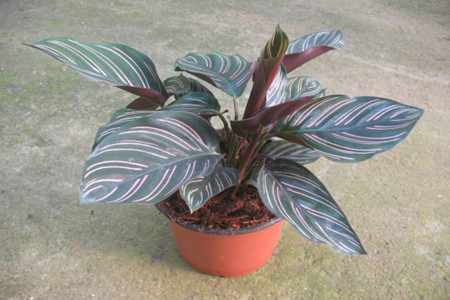 双线竹芋怎样才能长高