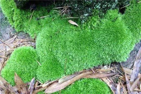 白发藓怎么养才茂盛