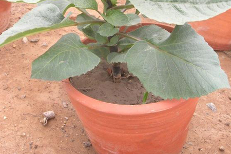 大丽花能过冬吗图片