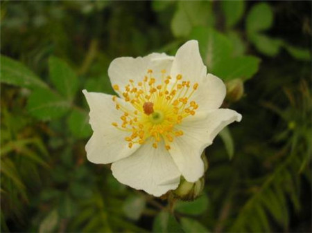 小果蔷薇的繁殖方式有哪些