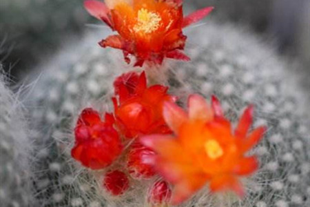 白雪光一年开几次花