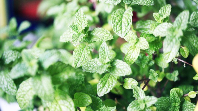 薄荷的功效与作用(薄荷的功效与作用的功能与主治与用量)