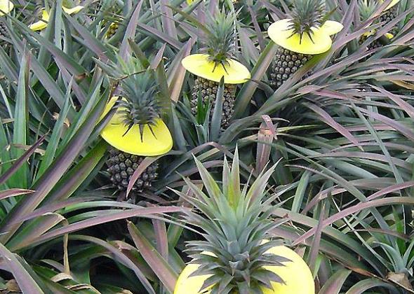 糖尿病患者可以吃凤梨吗吃凤梨要注意什么(糖尿病人能吃凤梨的功效与作用)