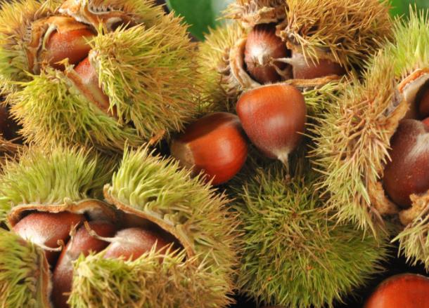 板栗有虫子怎么去除板栗里面的虫能活多久(板栗里面的虫是什么虫怎么进去的)