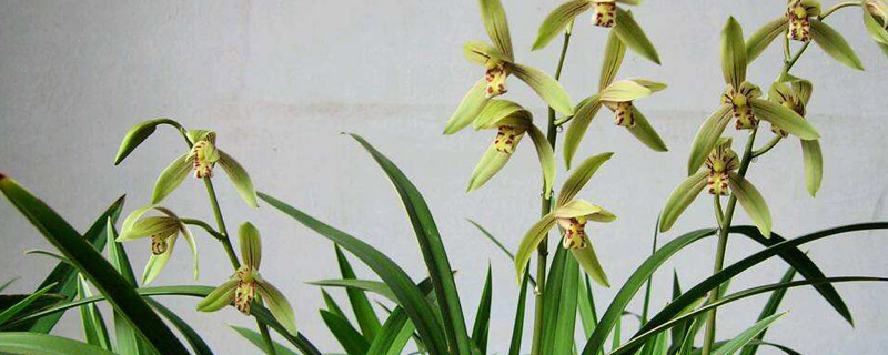 兰花什么时候开花怎么养才会开花(兰花什么时候什么季节开花)