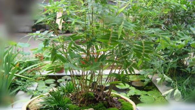 凤尾竹的养殖方法(散葵凤尾竹的养殖方法)