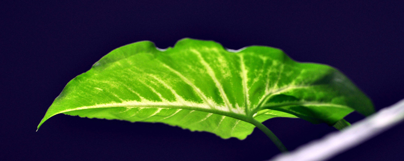 水培绿萝有根了可以土培吗怎样改土培(水培绿萝根系太长怎么办)