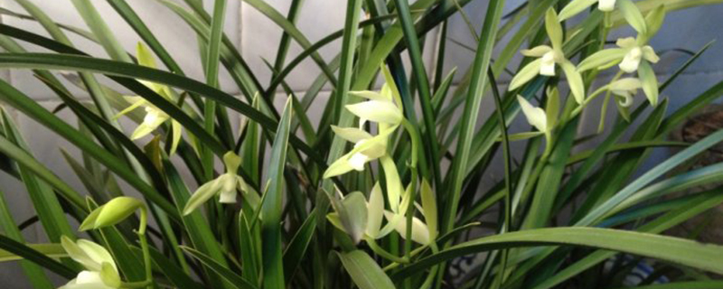 铁骨兰什么季节换盆(铁骨兰什么时候开花)