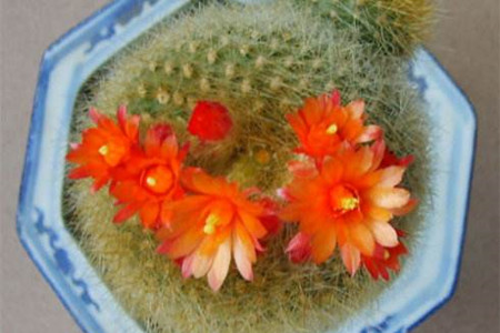 白雪光一年开几次花