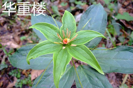 云南重楼与华重楼的区别是什么