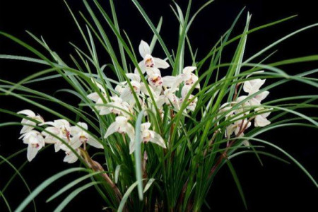 兰花什么时候什么季节开花