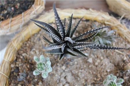 条纹十二卷要晒太阳吗