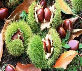 “板栗”扔水里泡一泡7天长芽30天出苗长成盆栽比绿萝还美！(板栗在水里泡了几天能吃吗?)