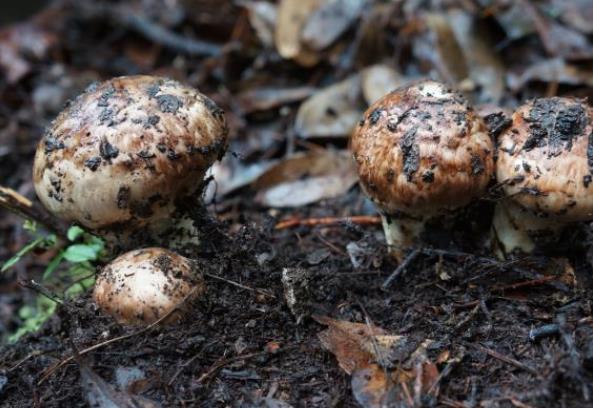 松茸可以放冰箱冷藏吗松茸冷藏好还是冷冻好(松茸可以放冰箱冷冻多久)
