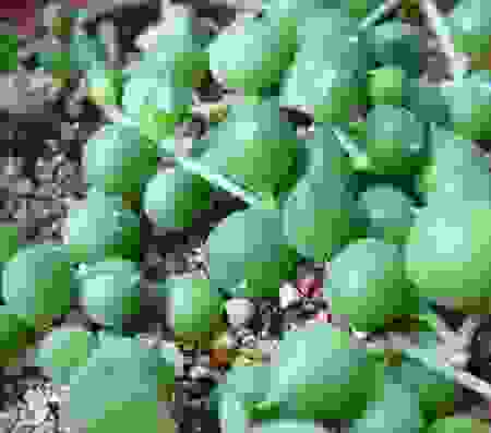 北方的多肉植物