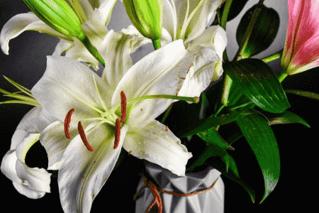 百合花种球好养吗