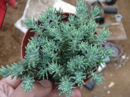 北方的多肉植物